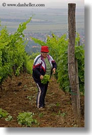 clothes, europe, grapes, hats, hungary, people, picking, tarcal, vertical, womens, photograph