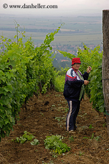 woman-picking-picking-grapes-2.jpg