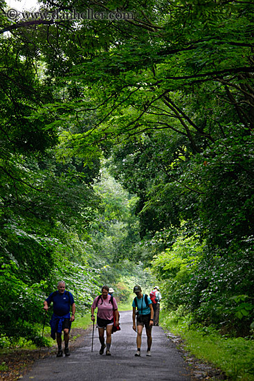 hiking-thru-trees-3.jpg