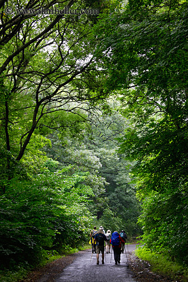 hiking-thru-trees-4.jpg