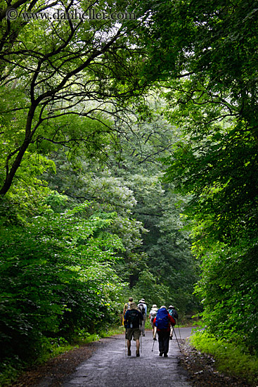 hiking-thru-trees-5.jpg