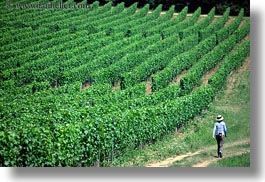 europe, hikers, hiking, horizontal, hungary, people, tokaj hills, vinyards, photograph