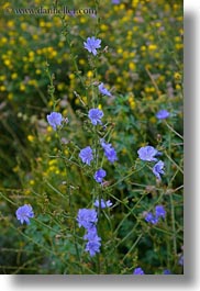 images/Europe/Hungary/TokajHills/Misc/blue-flowers.jpg