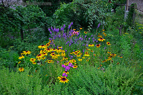 colorful-flowers-1.jpg