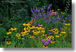 colorful, europe, flowers, horizontal, hungary, tokaj hills, photograph