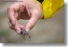 images/Europe/Hungary/TokajHills/Misc/sharp-clawed-bug.jpg