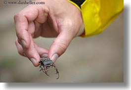 bug, clawed, europe, horizontal, hungary, sharp, tokaj hills, photograph