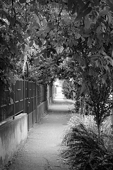 tree-tunnel-bw.jpg