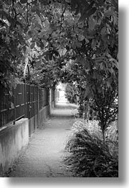 black and white, europe, hungary, slow exposure, tokaj hills, trees, tunnel, vertical, photograph