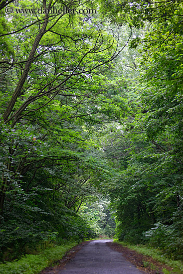 road-thru-trees-1.jpg