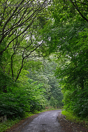 road-thru-trees-2.jpg