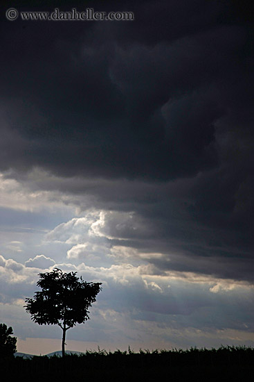 tree-sil-n-dark-clouds-2.jpg