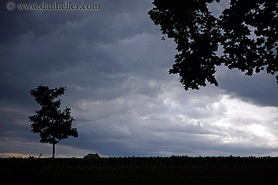 tree-sil-n-dark-clouds-3.jpg