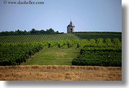 churches, europe, grape vines, horizontal, hungary, nature, plants, tokaj hills, vines, vineyards, photograph