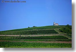 churches, europe, grape vines, horizontal, hungary, nature, plants, tokaj hills, vines, vineyards, photograph