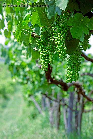 green-grapes-on-vine.jpg