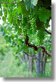 europe, grape vines, grapes, green, hungary, nature, plants, tokaj hills, vertical, vines, vineyards, photograph