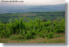 europe, grape vines, horizontal, hungary, nature, plants, scenics, tokaj hills, vines, vineyards, photograph