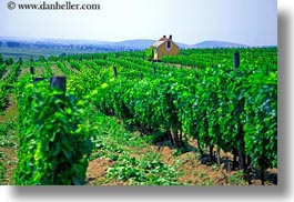 images/Europe/Hungary/TokajHills/Vineyards/vineyard-n-house-1.jpg