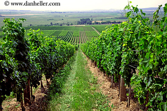 vineyard-rows-1.jpg