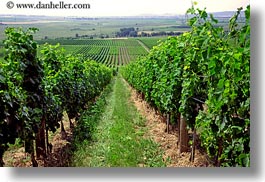 europe, grape vines, horizontal, hungary, nature, plants, rows, tokaj hills, vines, vineyards, photograph