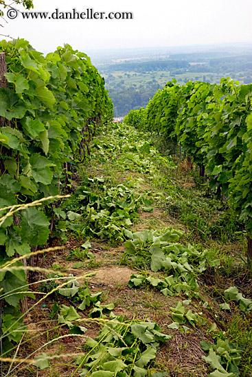 vineyard-rows-2.jpg