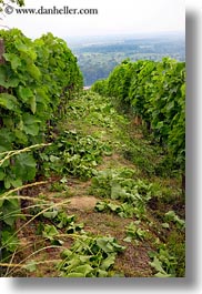 europe, grape vines, hungary, nature, plants, rows, tokaj hills, vertical, vines, vineyards, photograph