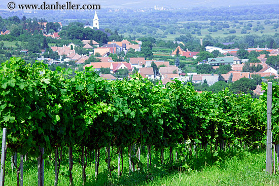 vineyards-n-town-overlook-2.jpg