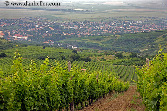vineyards-n-town-overlook-3.jpg