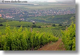 europe, grape vines, horizontal, hungary, nature, overlook, plants, tokaj hills, towns, vines, vineyards, photograph