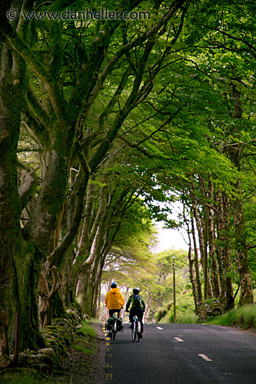 biker-trees-1.jpg