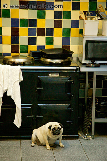 kitchen-pug.jpg