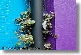 blues, connaught, connemara, europe, galway, horizontal, ireland, irish, mayo county, purple, vines, western ireland, photograph