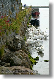 connaught, connemara, europe, galway, ireland, irish, mayo county, swans, vertical, western ireland, photograph