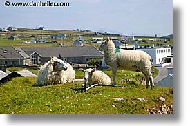 images/Europe/Ireland/Connemara/Inishbofin/inish-sheep-1.jpg
