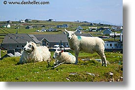 images/Europe/Ireland/Connemara/Inishbofin/inish-sheep-2.jpg