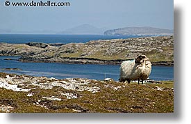 connaught, connemara, europe, horizontal, inish, inishbofin, ireland, irish, mayo county, sheep, western ireland, photograph
