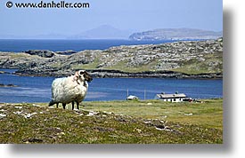 images/Europe/Ireland/Connemara/Inishbofin/inish-sheep-4.jpg
