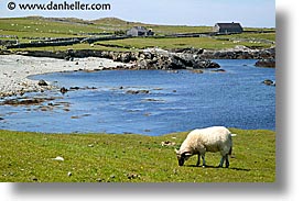 images/Europe/Ireland/Connemara/Inishbofin/inish-sheep-5.jpg
