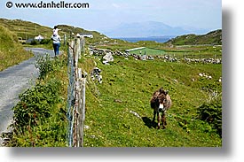 connaught, connemara, europe, horizontal, inishbofin, ireland, irish, mayo county, mules, western ireland, photograph