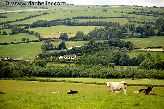 cow-pasture-1.jpg