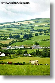 connaught, connemara, cows, europe, ireland, irish, landscapes, mayo county, pasture, vertical, western ireland, photograph