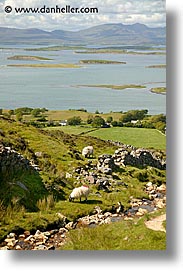 connaught, connemara, europe, ireland, irish, mayo, mayo county, scenery, sheep, vertical, western ireland, photograph
