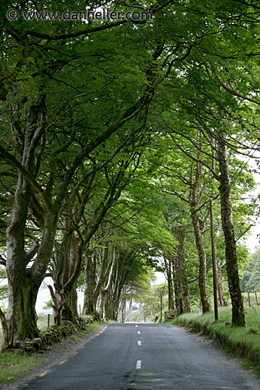 tree-tunnel.jpg