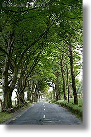 images/Europe/Ireland/Connemara/Mayo/tree-tunnel.jpg