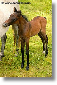 images/Europe/Ireland/Connemara/Misc1/foal.jpg
