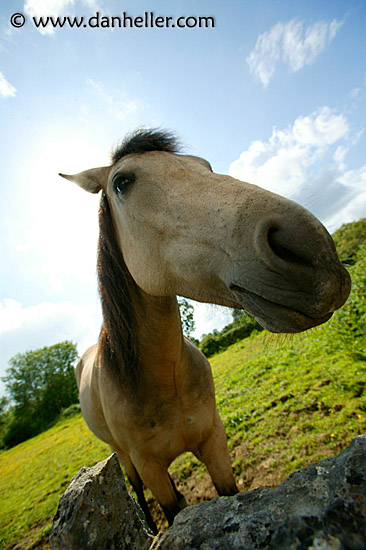 horse-nose.jpg