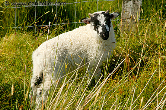 connemara-sheep-3.jpg