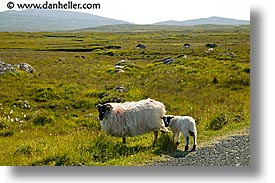 images/Europe/Ireland/Connemara/Misc2/connemara-sheep-4.jpg