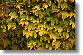 images/Europe/Ireland/Connemara/ZetlandHouse/fall-leaves.jpg